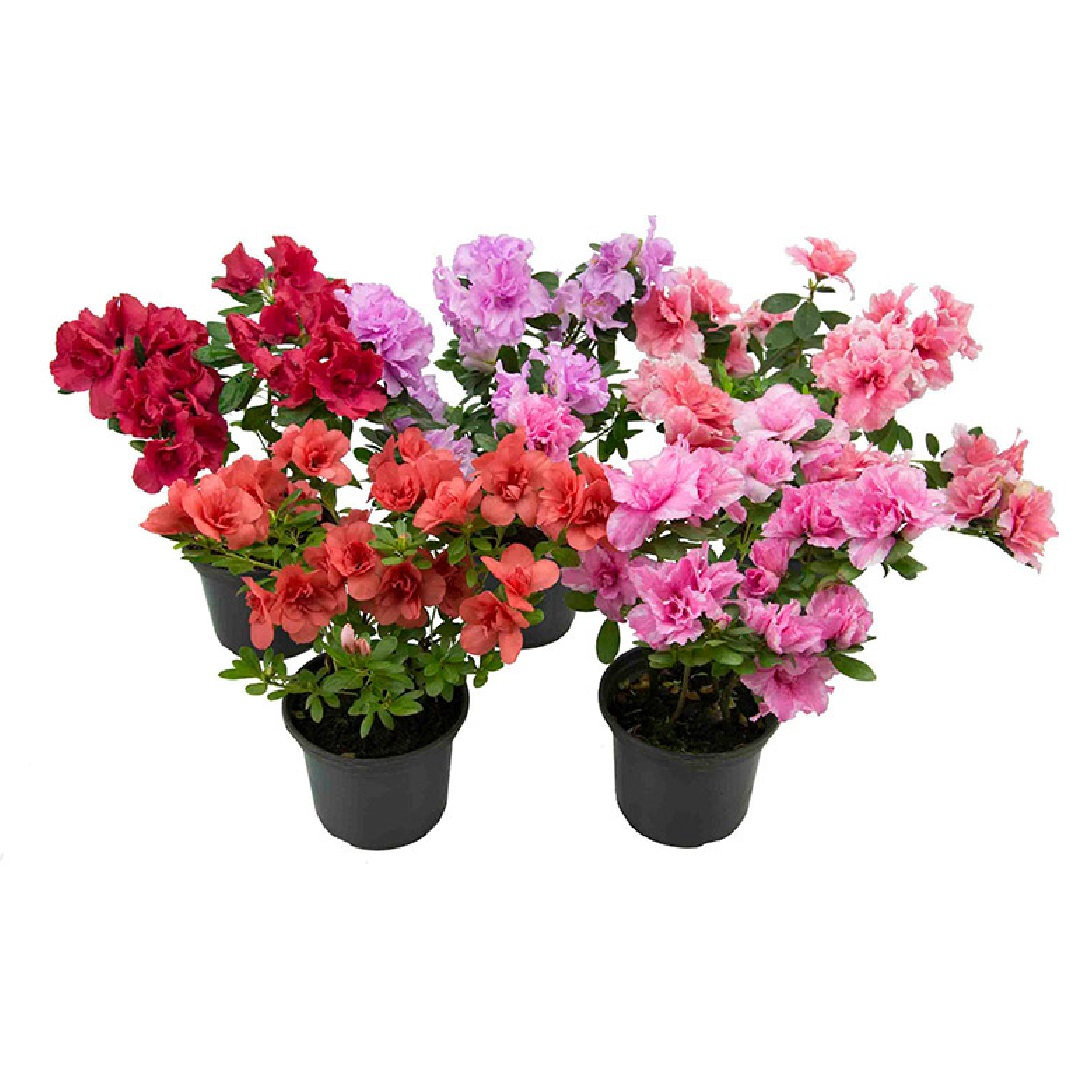 Azaléias