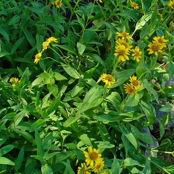 Arnica