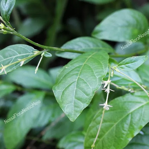 Guiné
