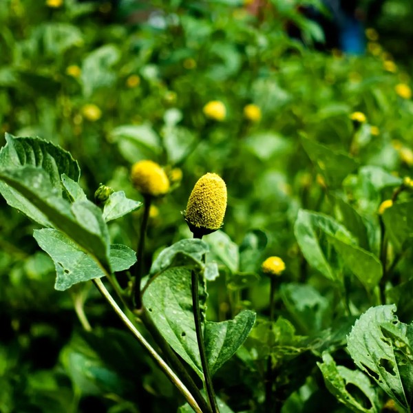 Jambu