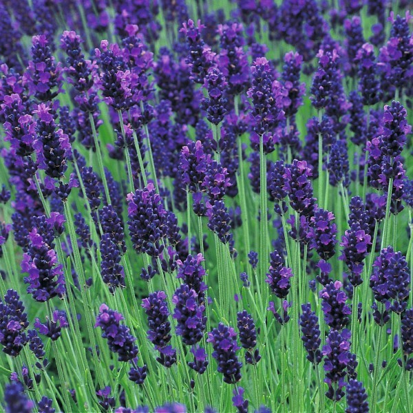Lavanda