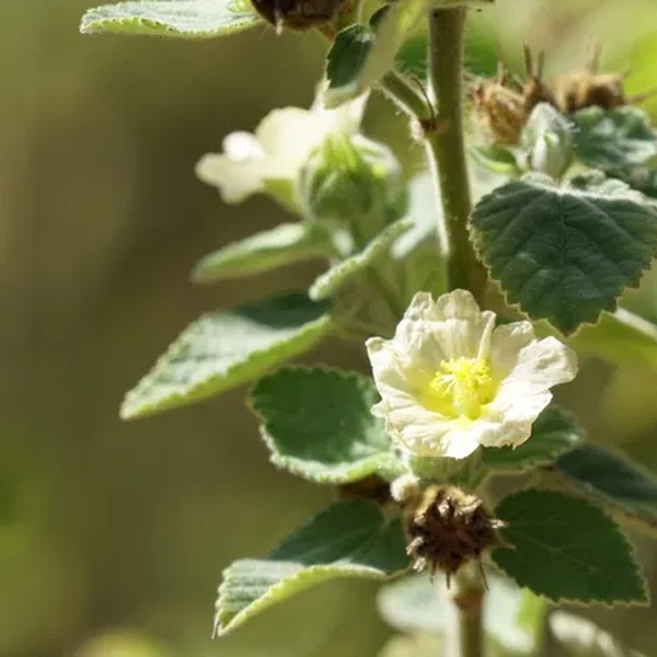 Malva Branca