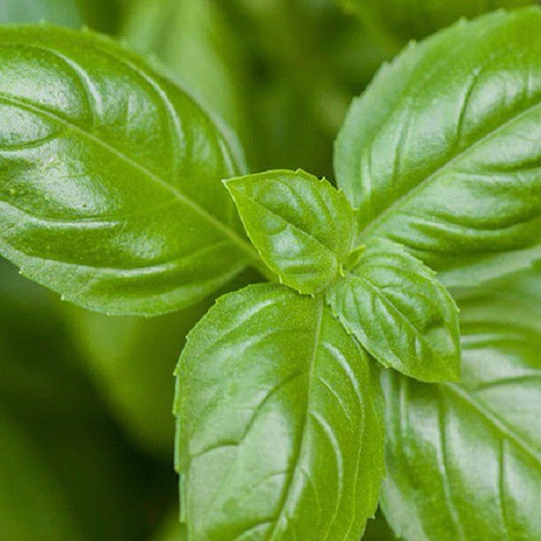 Manjericão Basilico