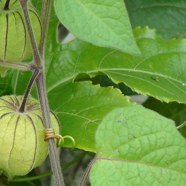 Physalis