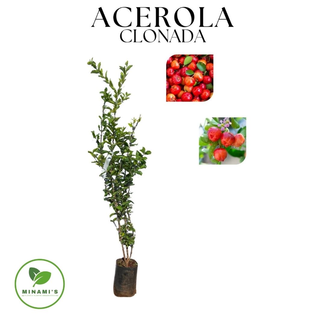 Acerola Clonada