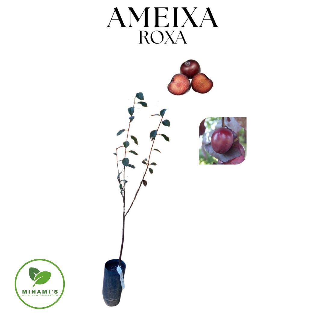 Ameixa Roxa