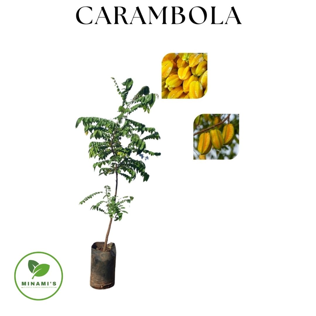Carambola