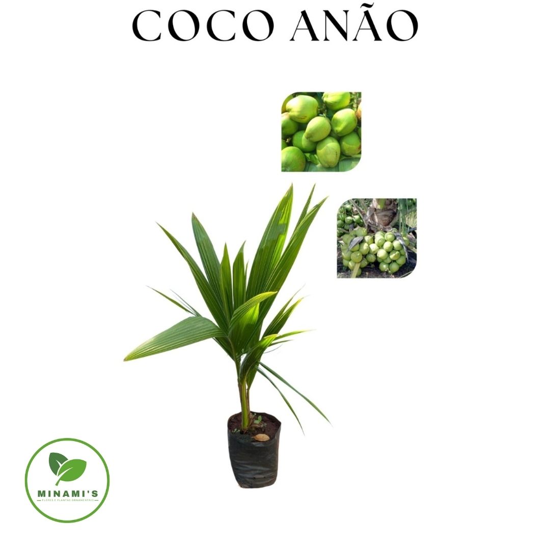 Coco Anão