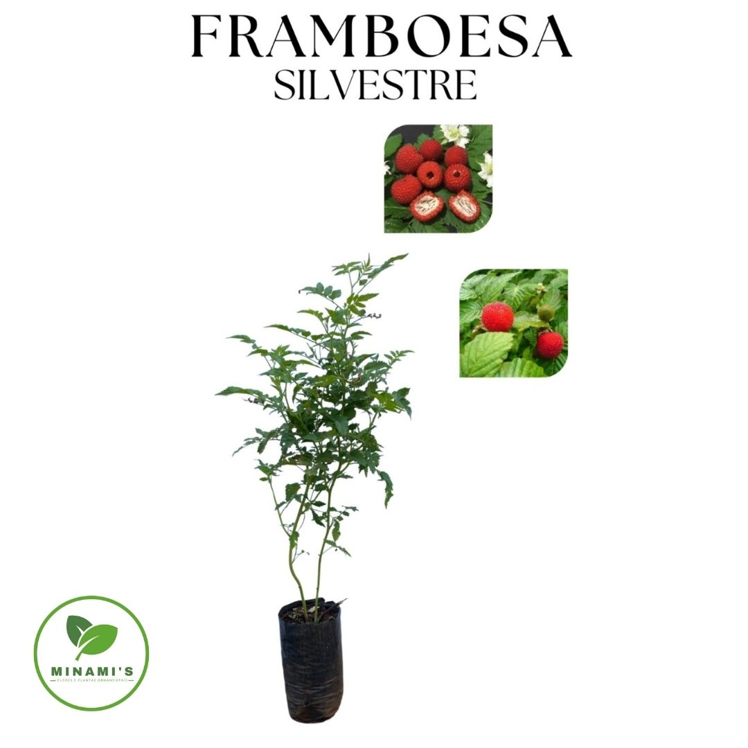 Framboesa Silvestre