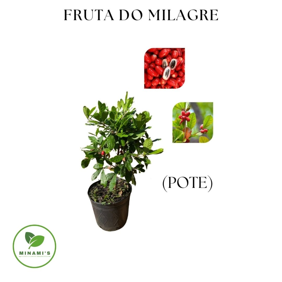 Fruta do Milagre