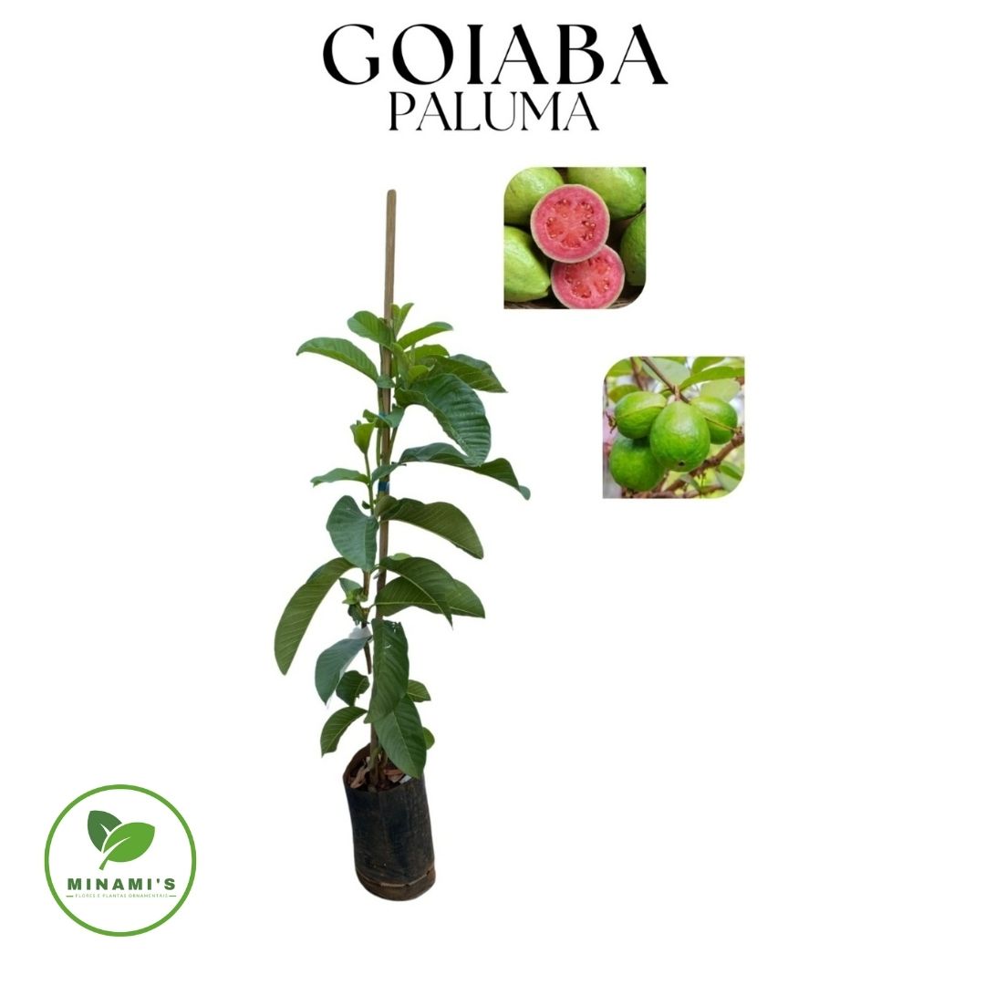 Goiaba Paluma