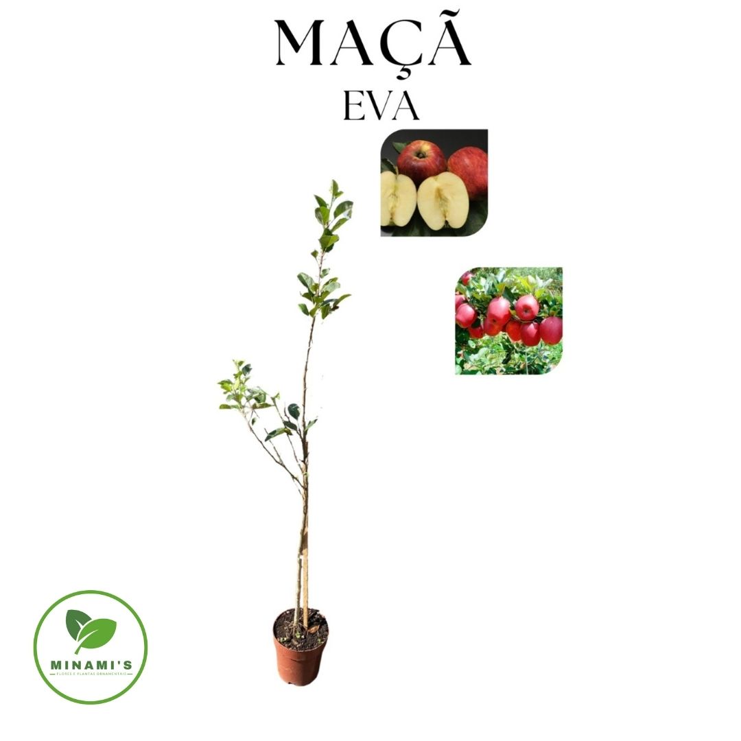 Maçã Eva de Clima Quente