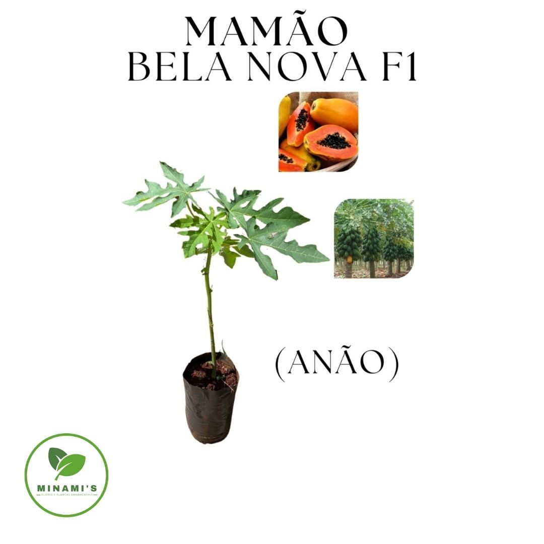 Mamão Anão Bela Nova