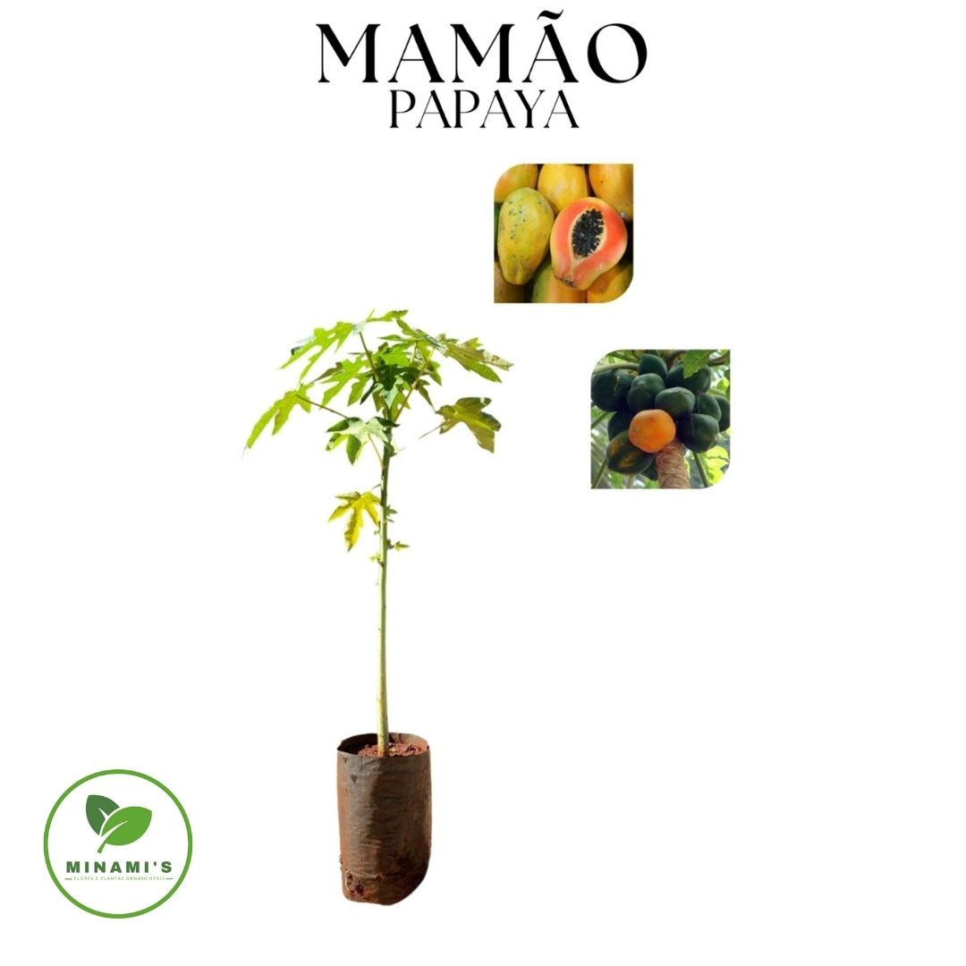 Mamão Papaya