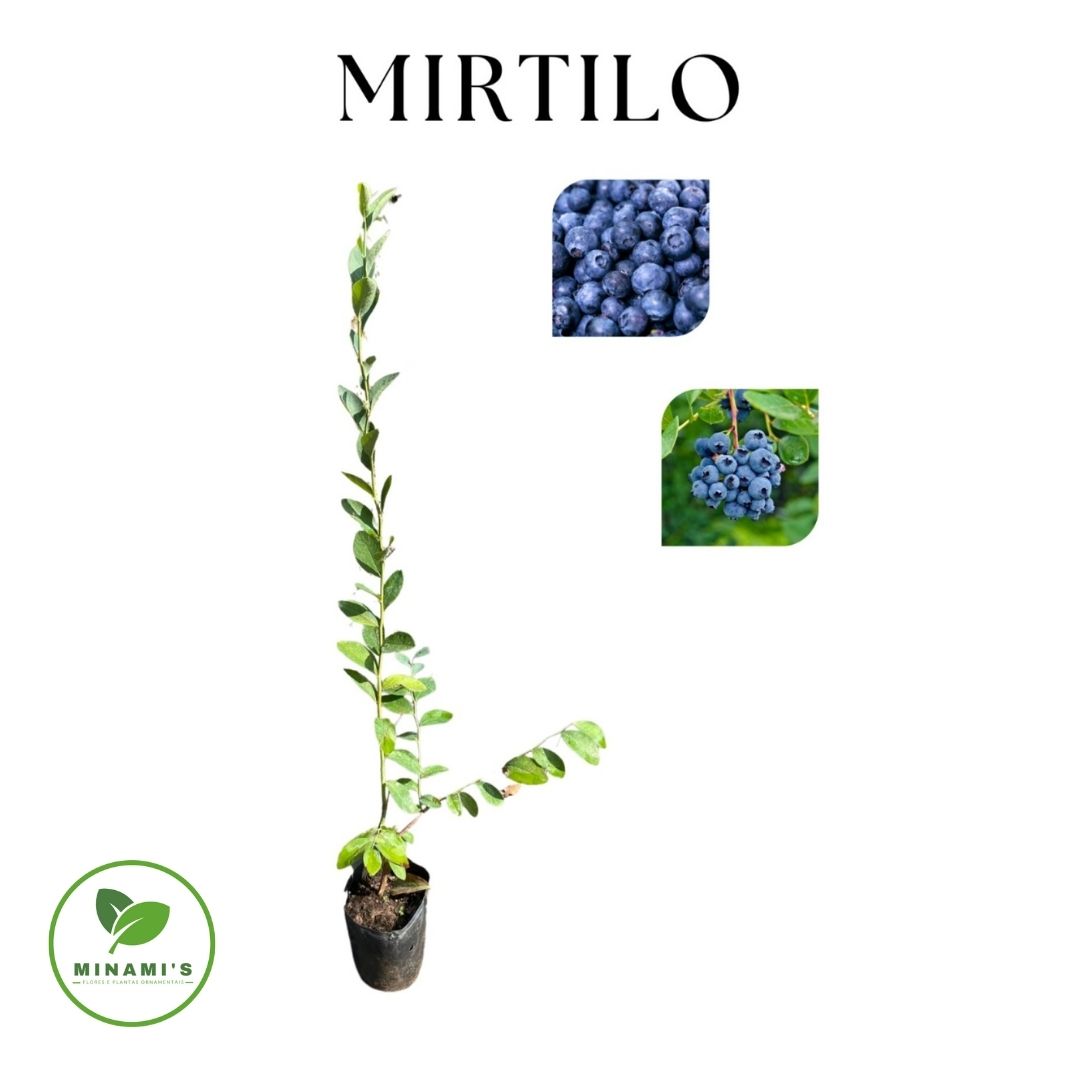 Mirtilo
