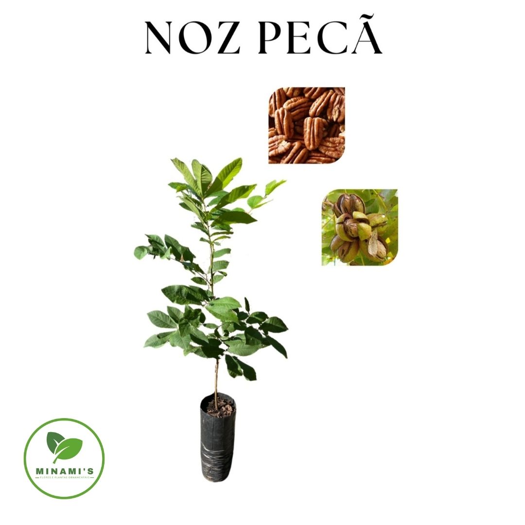 Noz Pecã