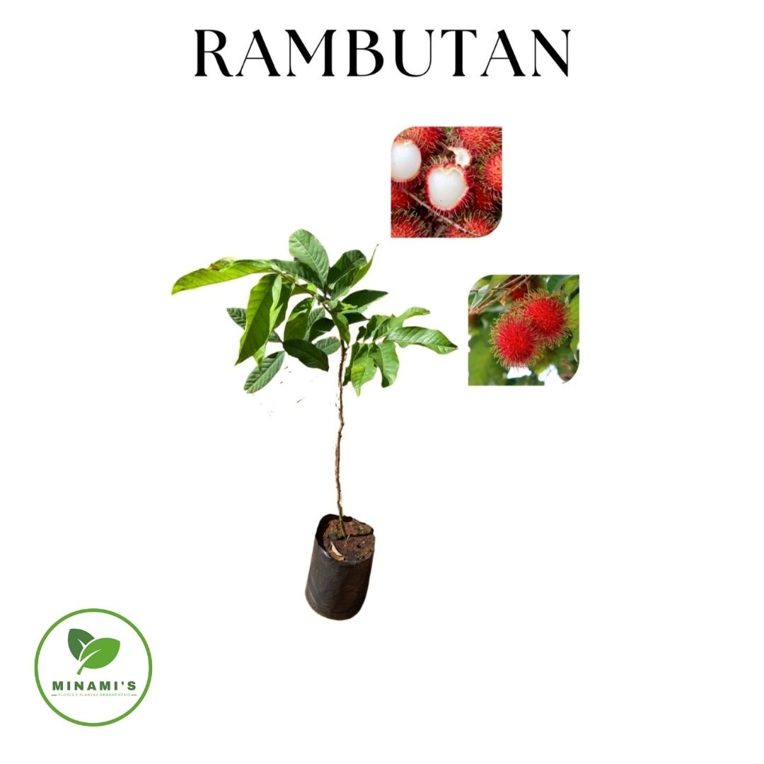 Rambutan