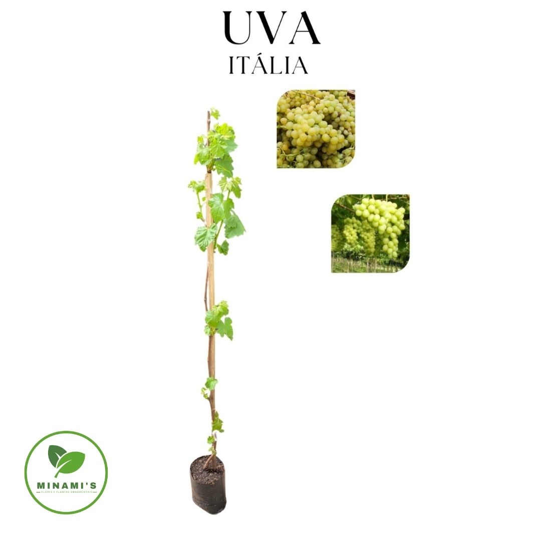 Uva Itália