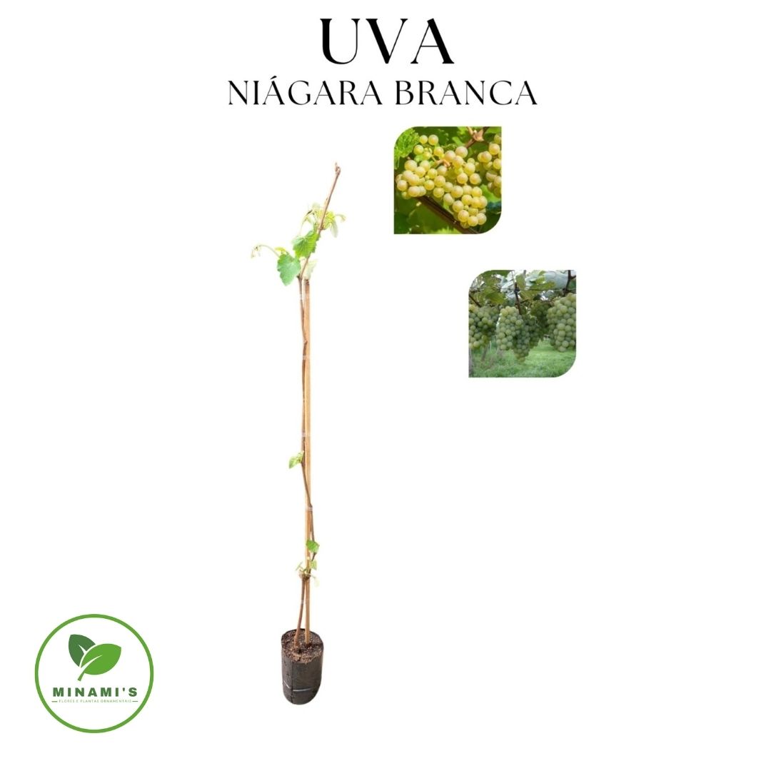 Uva Niágara Branca